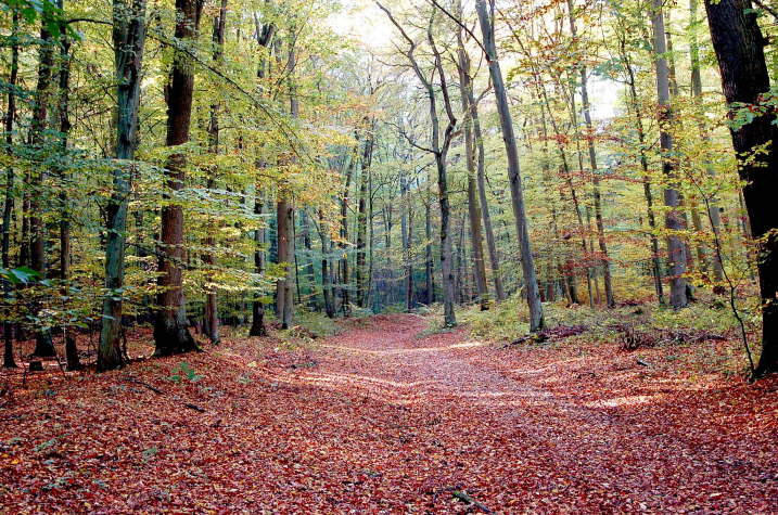 02/10 - Bassenheimer Wald