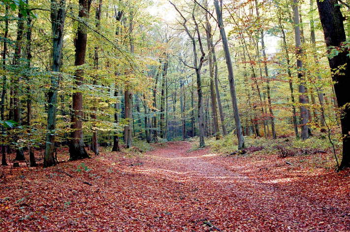 Bassenheimer Wald