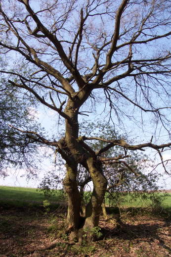 Laubloser Baum an der unteren Baumallee (Frhjahr 2002)
