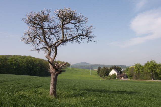 Aufm Rausch mit Baum im Vordergrund  (Frhjahr 2002)