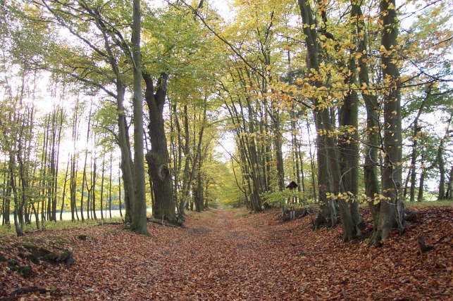 Herbstliche Baumallee (Herbst 2001)