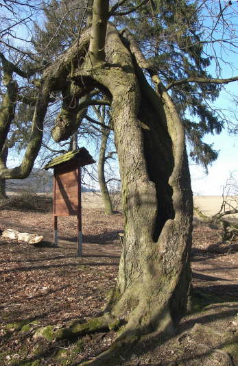 Halbhohler Baum mit Schild (Winter 2002 2003)