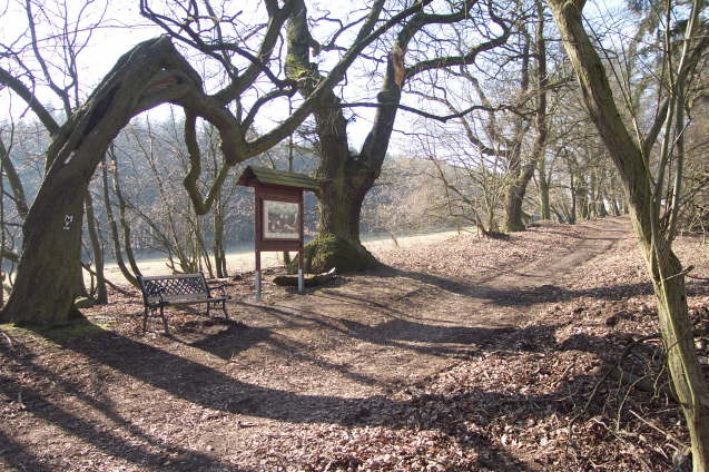 Halbhohler Baum mit Allee (Winter 2002 2003)